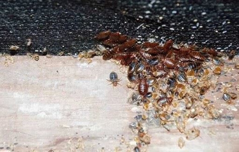 bed bug infestation