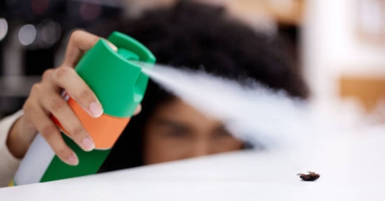 Spraying a bug in home