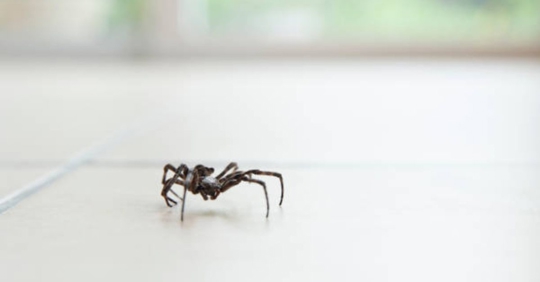 spider in home