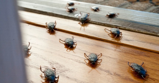 pests coming indoors