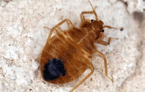 bed bug up close