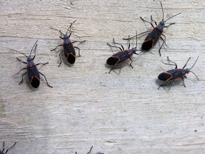 A close-up of five box elder bugs on a wooden surface. | Uinta Pest Solutions