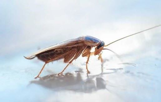 german cockroach
