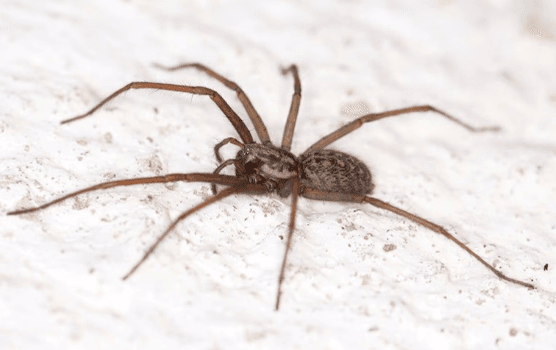 spider