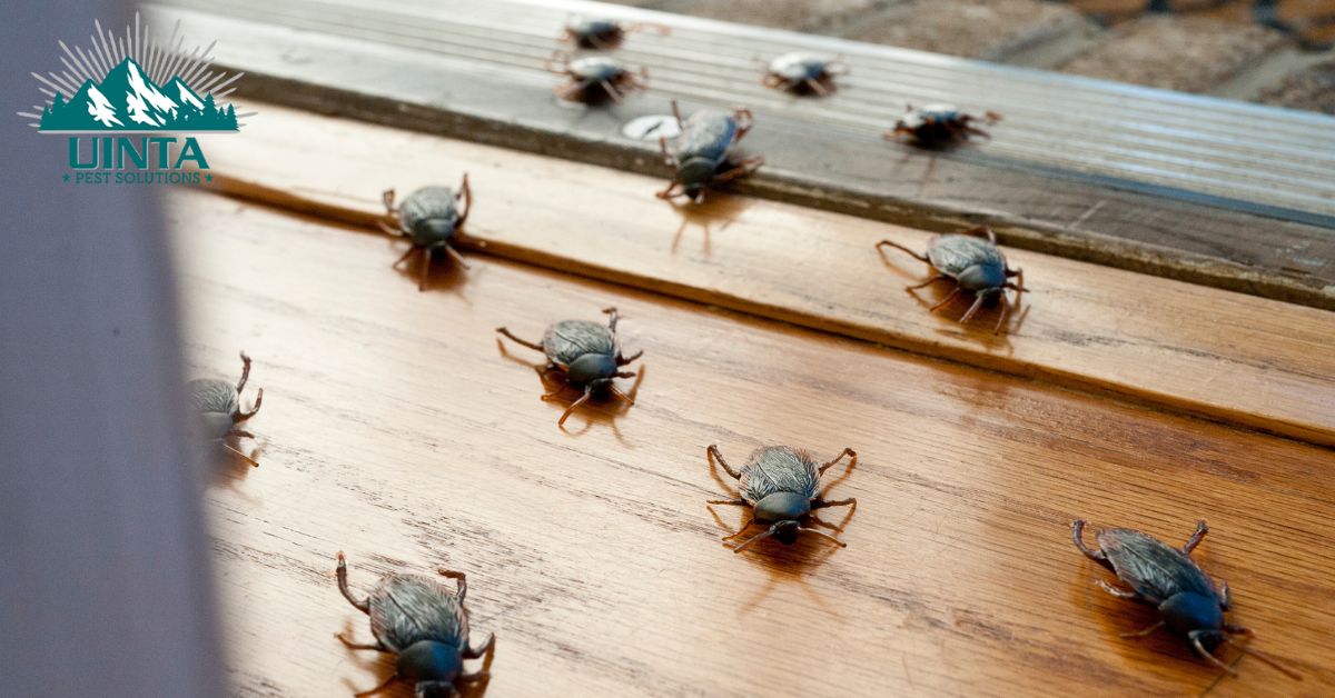 How Seasonal Weather Changes Can Trigger Pest Infestations