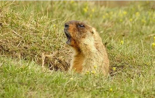 gopher