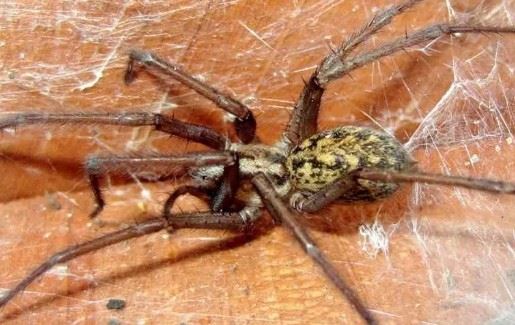 hobo spider