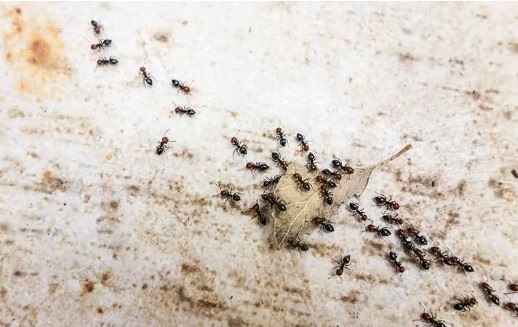 pavement ants