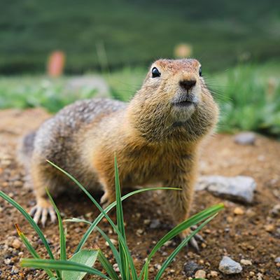 Gopher & Vole Control