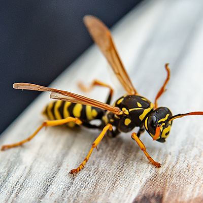 Stinging Insect Control