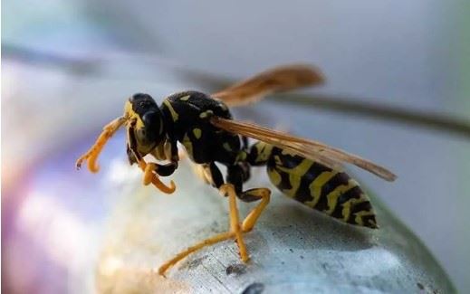stinging insect