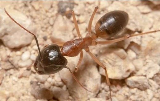 sugar ant